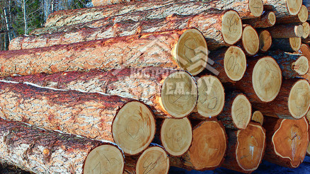 Заготовка бревна