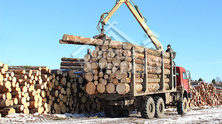 Заготовка бревна